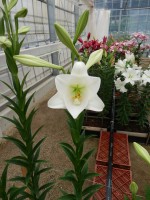 [5686 ST LO-08415144-123 No01.JPG]